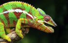 Pigmento chameleonas